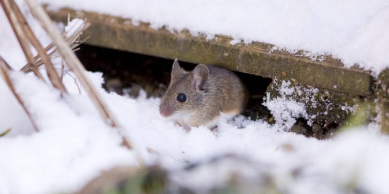rodent in the snow upclose