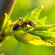 ant on leaf upclose
