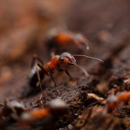 Odorous house ant crawling through dirt. Upclose picture.
