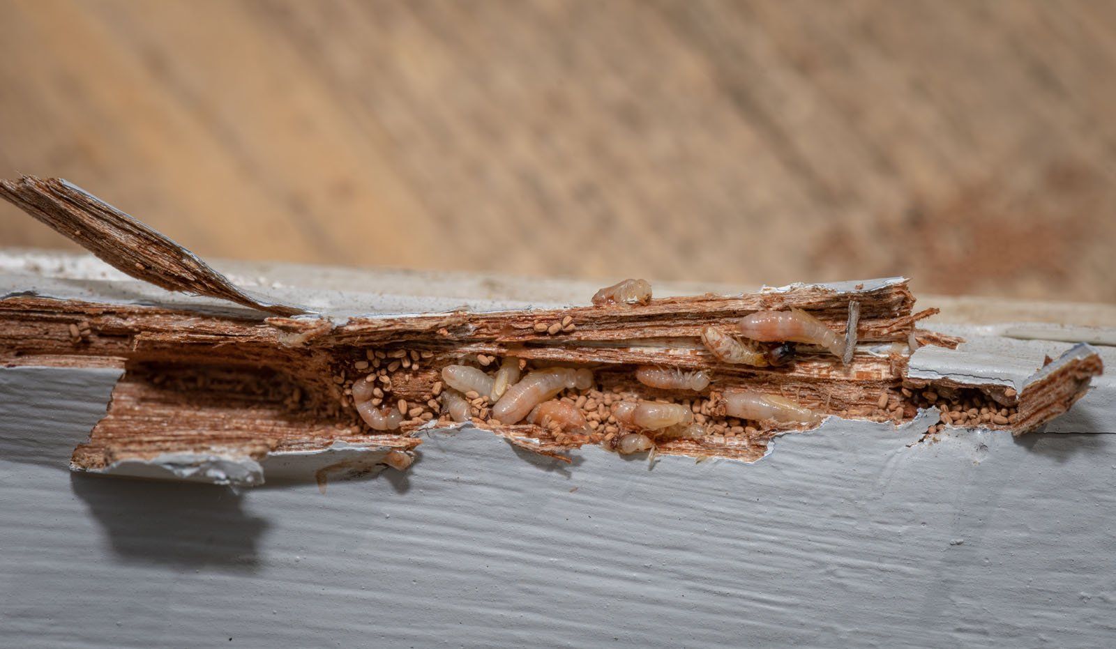 Drywood Termites in the San Francisco Bay Area