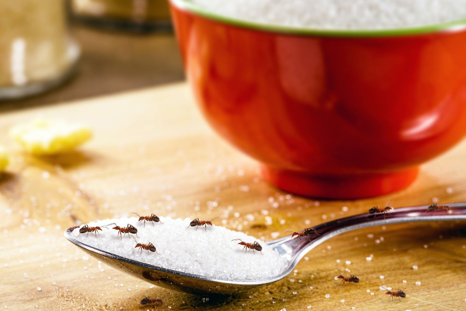 How to Get Rid of Sugar Ants in Your House