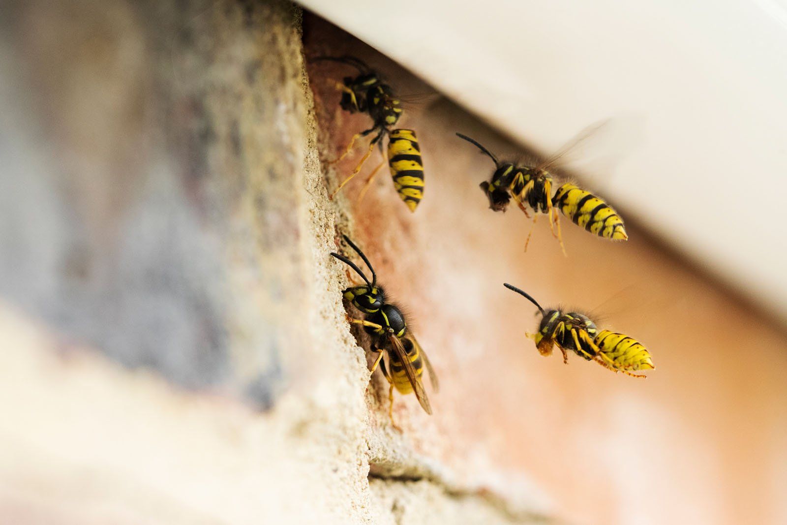 What Are Vespid Wasps | How to Get Rid of Vespid Wasps