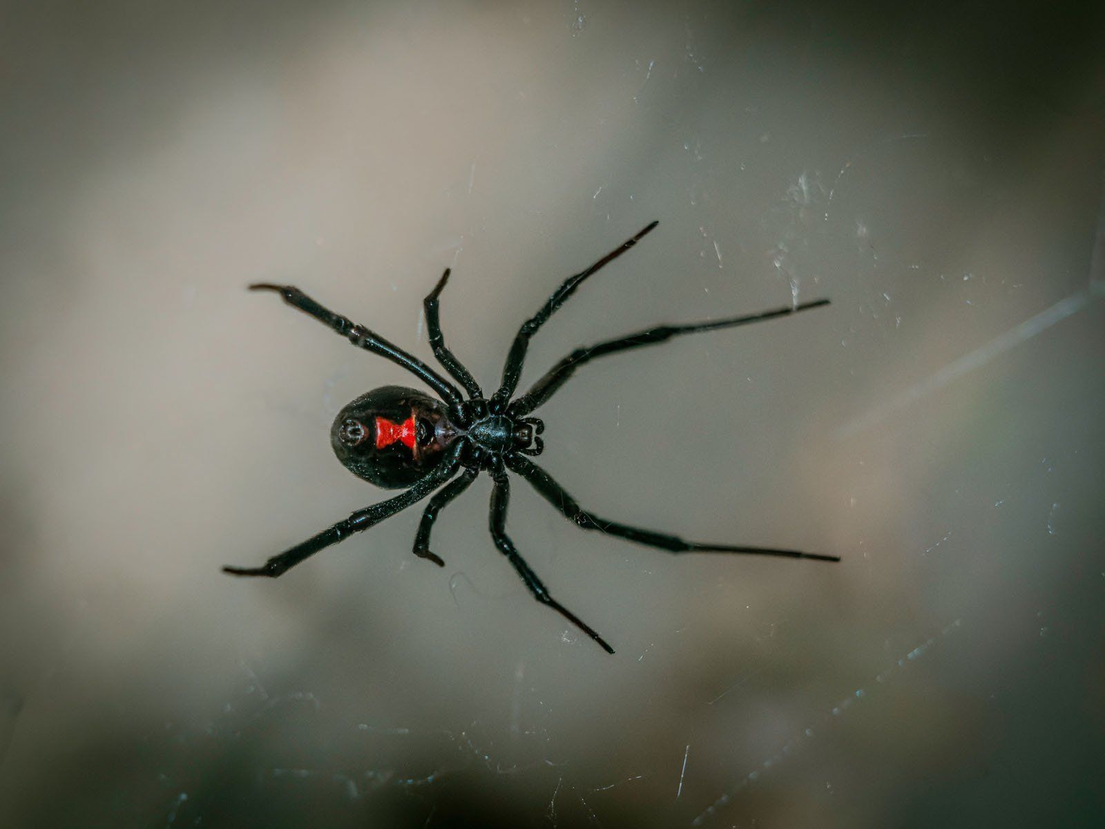 What are the Signs of a Black Widow Infestation?