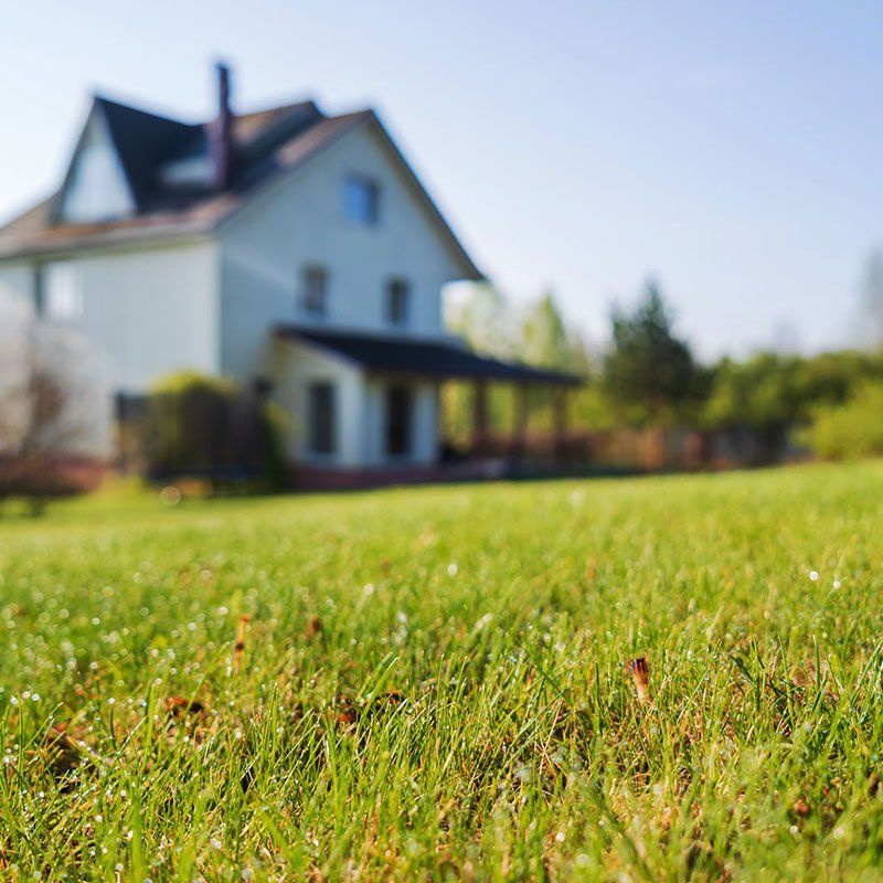 Gopher and Mole Control Services