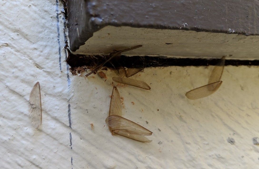 Understanding Drywood Termites: Signs, Swarming Season, and Solutions