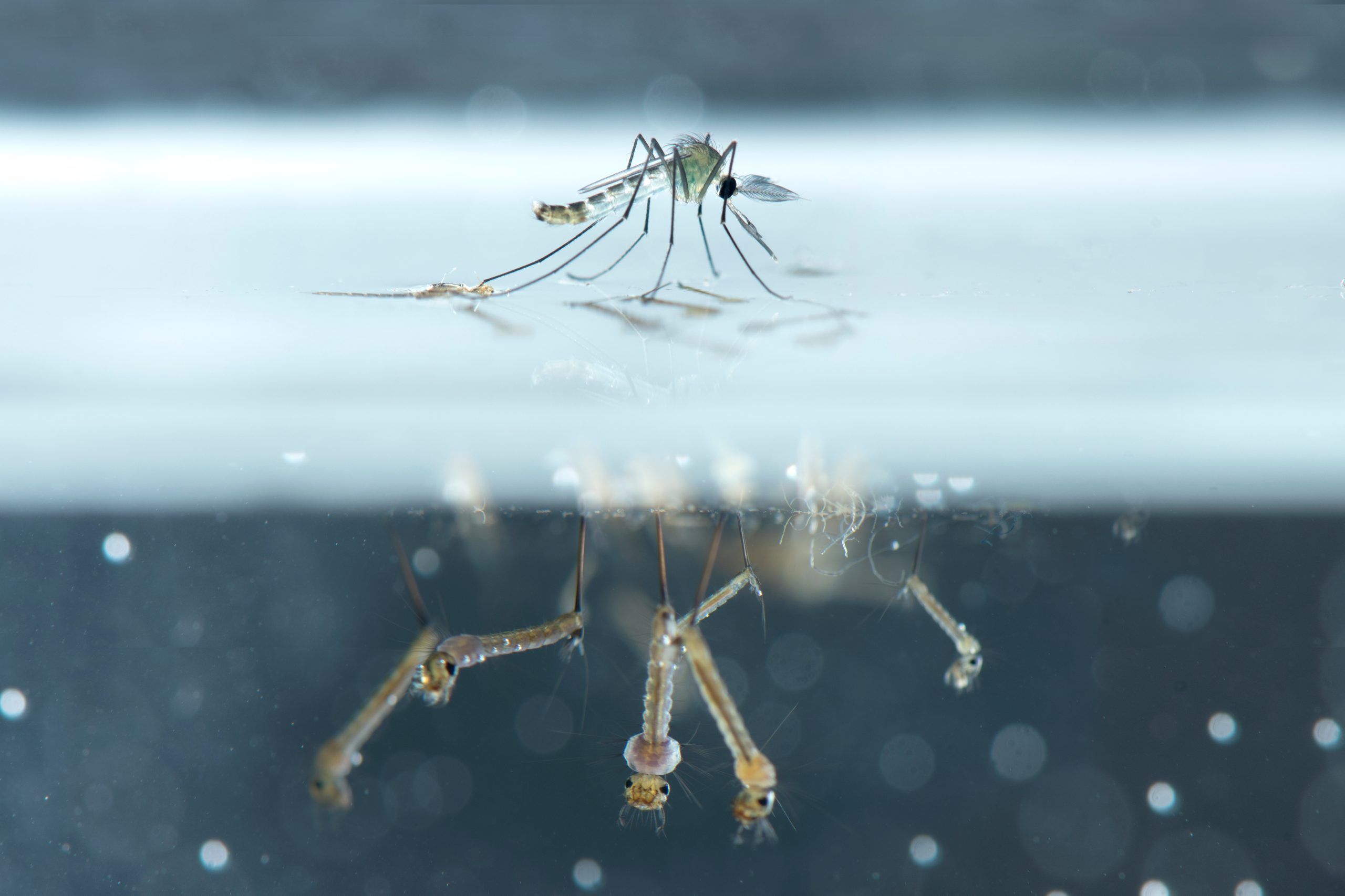 Mosquito larvae underwater.