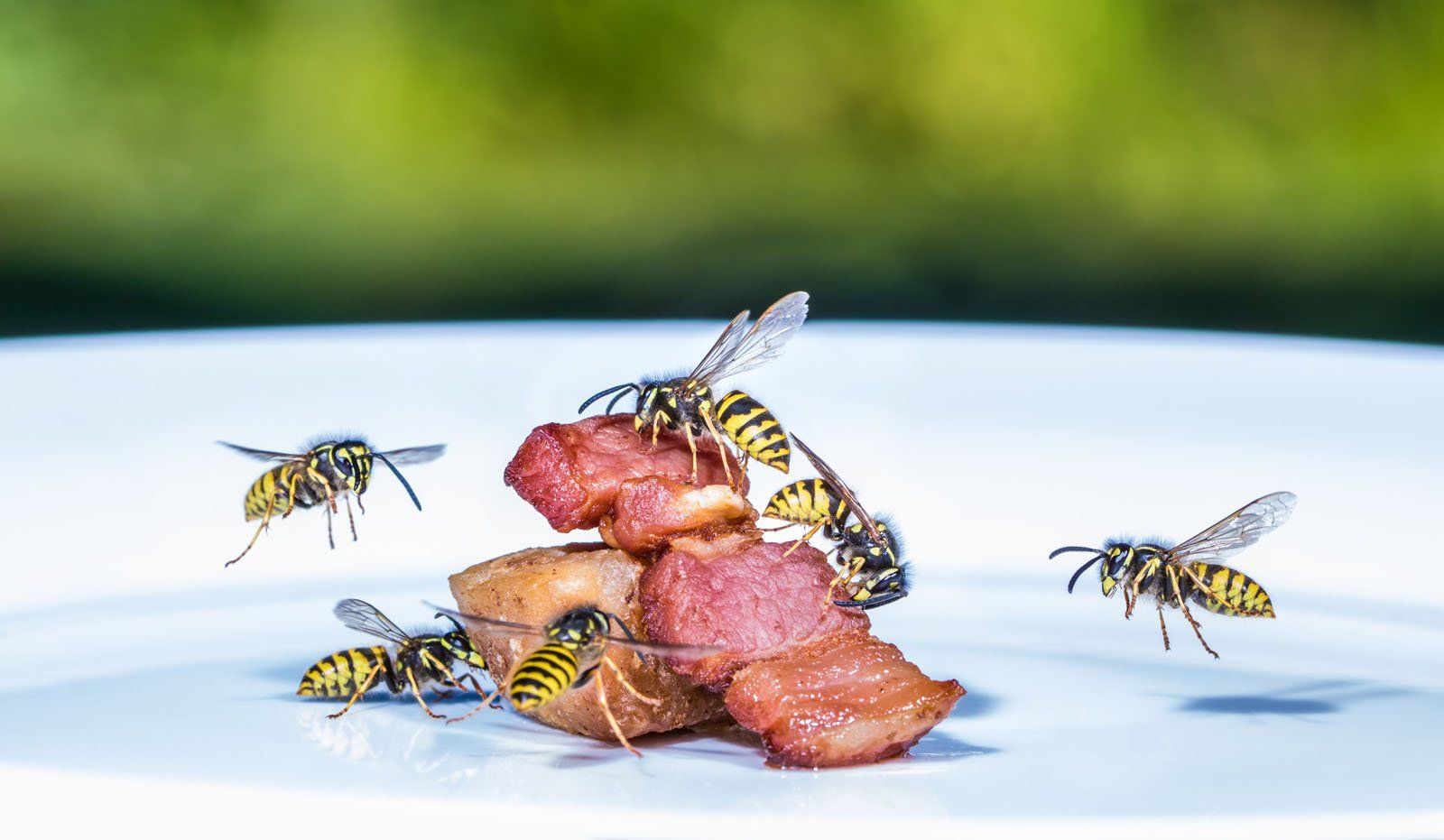 Spring Solutions: Managing Wasp Populations for a Pest-Free Home