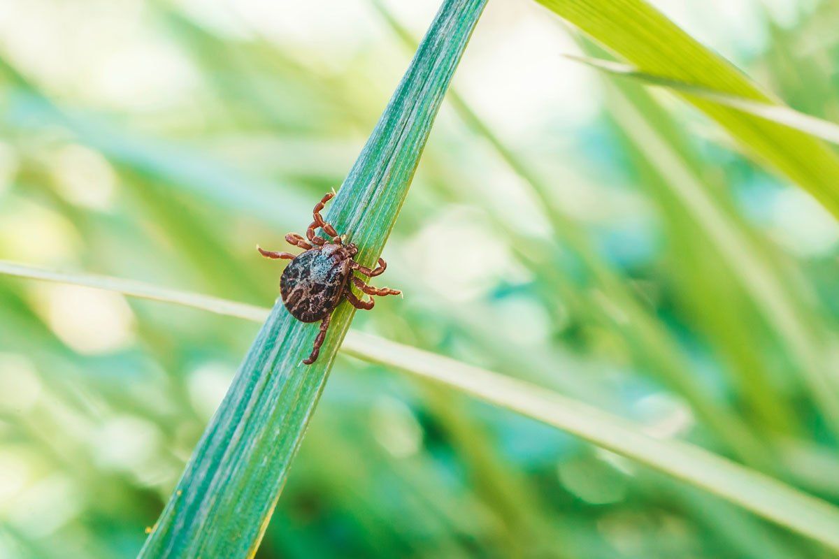 Fleas and Ticks: Tiny Terrorists, Big Problems